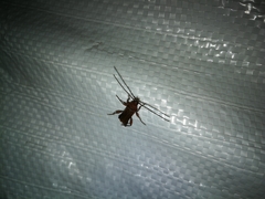 Phymatodes testaceus