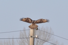 Buteo japonicus