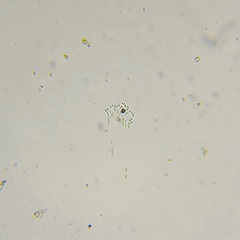 Bicoecida