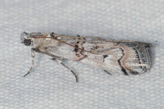 Pempelia palumbella