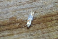 Phyllonorycter roboris