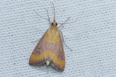 Pyrausta castalis