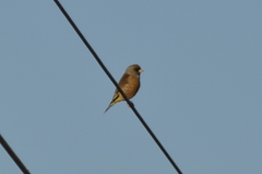 Chloris sinica