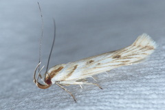 Stomopteryx detersella