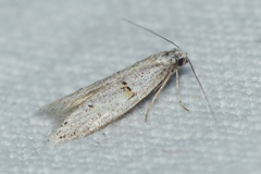 Symmocoides oxybiella