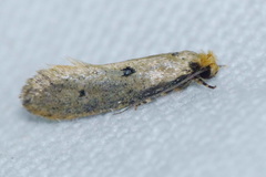 Tinea trinotella