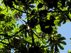 Cecropia strigosa