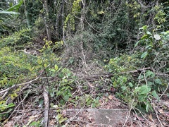 Onychothemis testacea