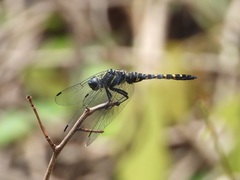 Onychothemis testacea