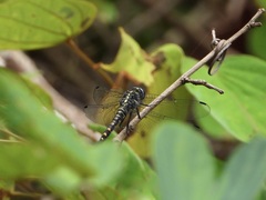 Onychothemis testacea