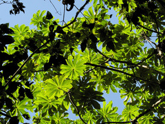 Cecropia strigosa