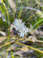 Schoenolaena juncea