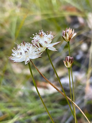 Schoenolaena juncea