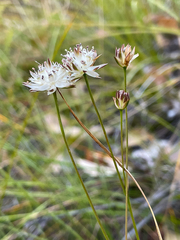 Schoenolaena juncea