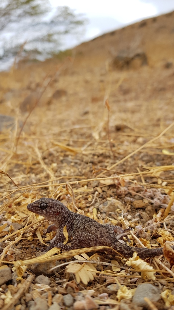 Darwin's Wall Gecko