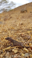 Darwin's Wall Gecko photo 1