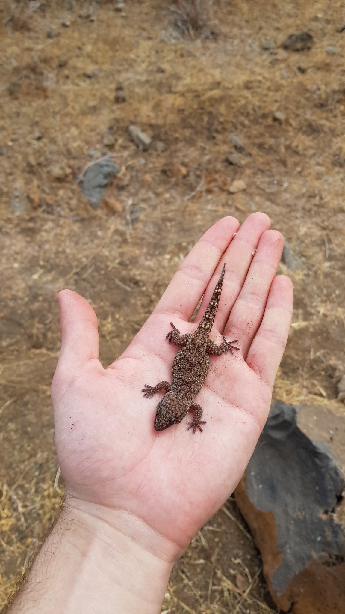 Darwin's Wall Gecko photo 3
