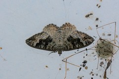 Chrysolarentia hilaodes