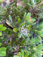 Hakea ruscifolia