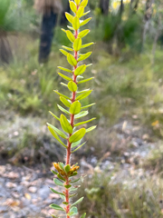 Hakea ruscifolia