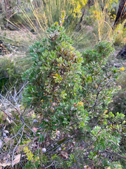 Hakea ruscifolia