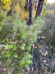 Hakea ruscifolia