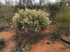 Olearia subspicata
