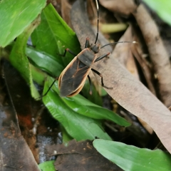 Iphita limbata