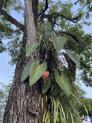 Philodendron erubescens