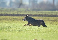 Canis lupus lupus