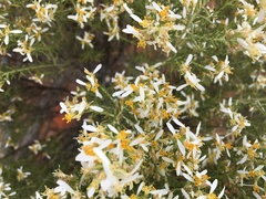 Olearia subspicata