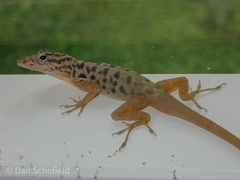 Anolis sabanus