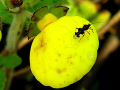 Eccritotarsus machupichanus