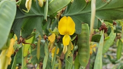 Bossiaea bossiaeoides