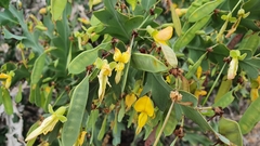Bossiaea bossiaeoides