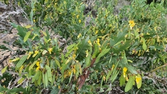 Bossiaea bossiaeoides