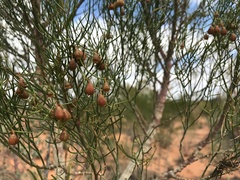 Gyrostemon ramulosus
