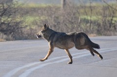 Canis lupus lupus