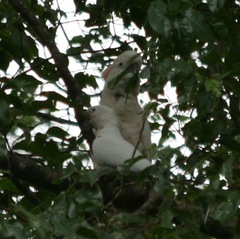 Cacatua goffiniana