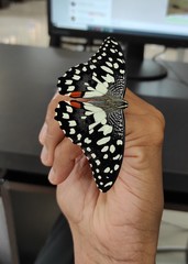 Papilio demoleus