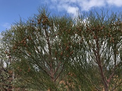 Gyrostemon ramulosus
