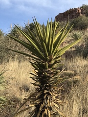 Yucca treculiana