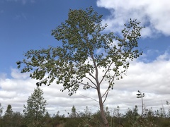Codonocarpus cotinifolius