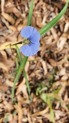Commelina ensifolia