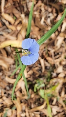 Commelina ensifolia