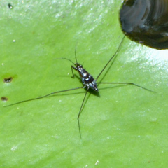 Limnogonus fossarum gilguy