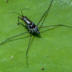 Limnogonus fossarum gilguy