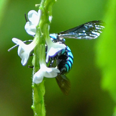 Thyreus nitidulus nitidulus