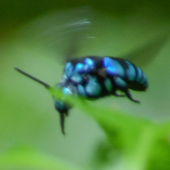 Thyreus nitidulus nitidulus