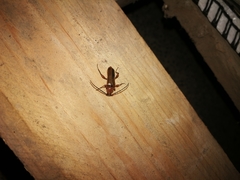 Phymatodes testaceus